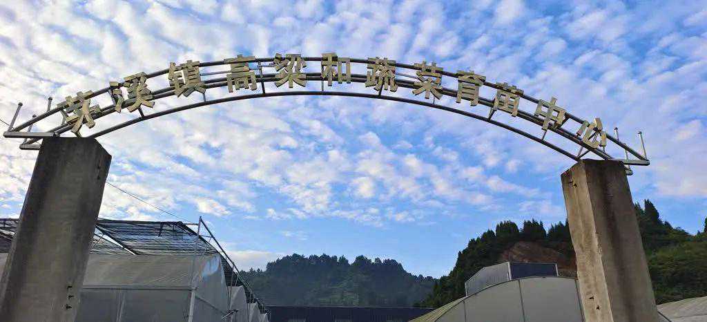 古蔺这里的千禧果丰收啦！