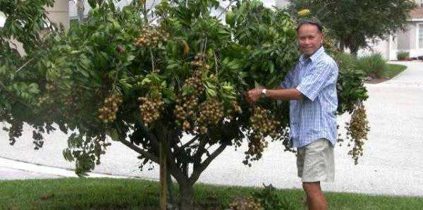 长这么大第一次见桂圆树，很小的树上结了上百串桂圆，把树都压矮