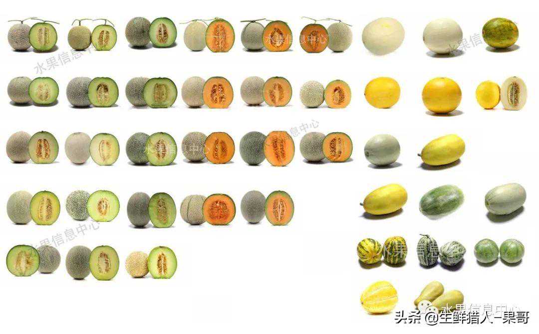 哈密瓜、蜜瓜、网纹瓜、香瓜、羊角蜜傻傻分不清？看完就明白了
