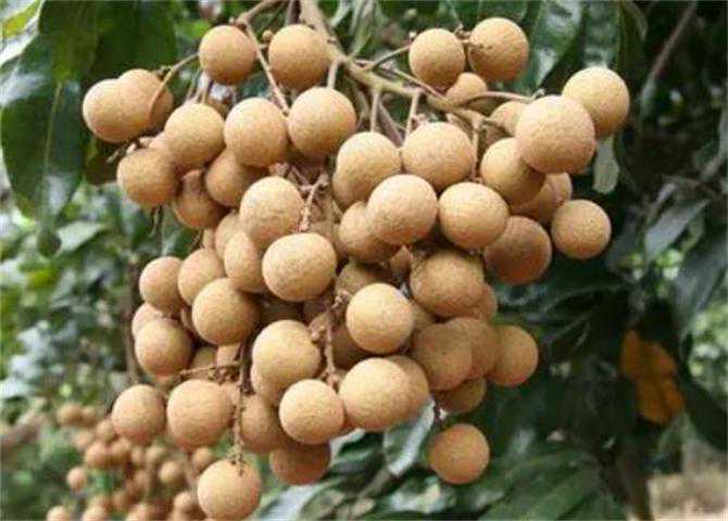 吃了这么多年才知道，龙眼和桂圆还有如此大区别，以后别再乱买了