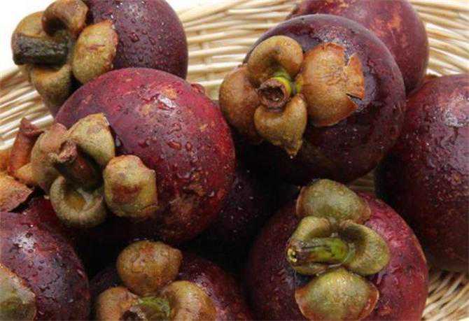 山竹密密麻麻生长，为何价格还那么贵？看完果农采摘就知道了