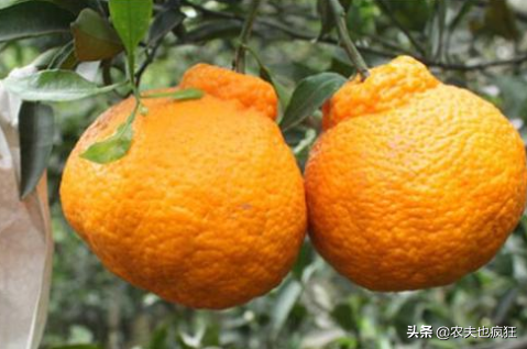 又一网红水果上市，人称“丑八怪”，亩产4000斤，10元1斤正上市