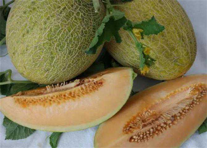哈密瓜发苦是怎么回事？哈密瓜熟了，你买到的哈密瓜为什么不甜？