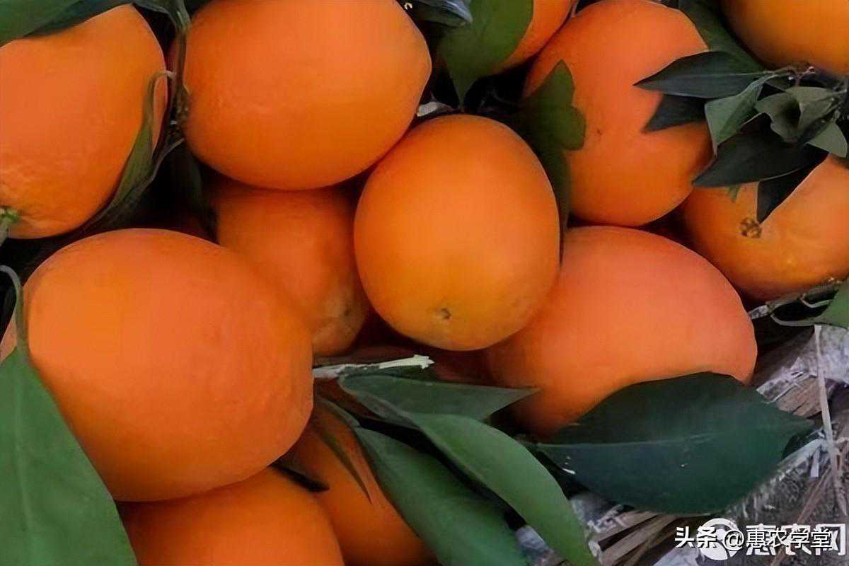 夏橙市场价格多少钱一斤？几月成熟？品种有哪些？