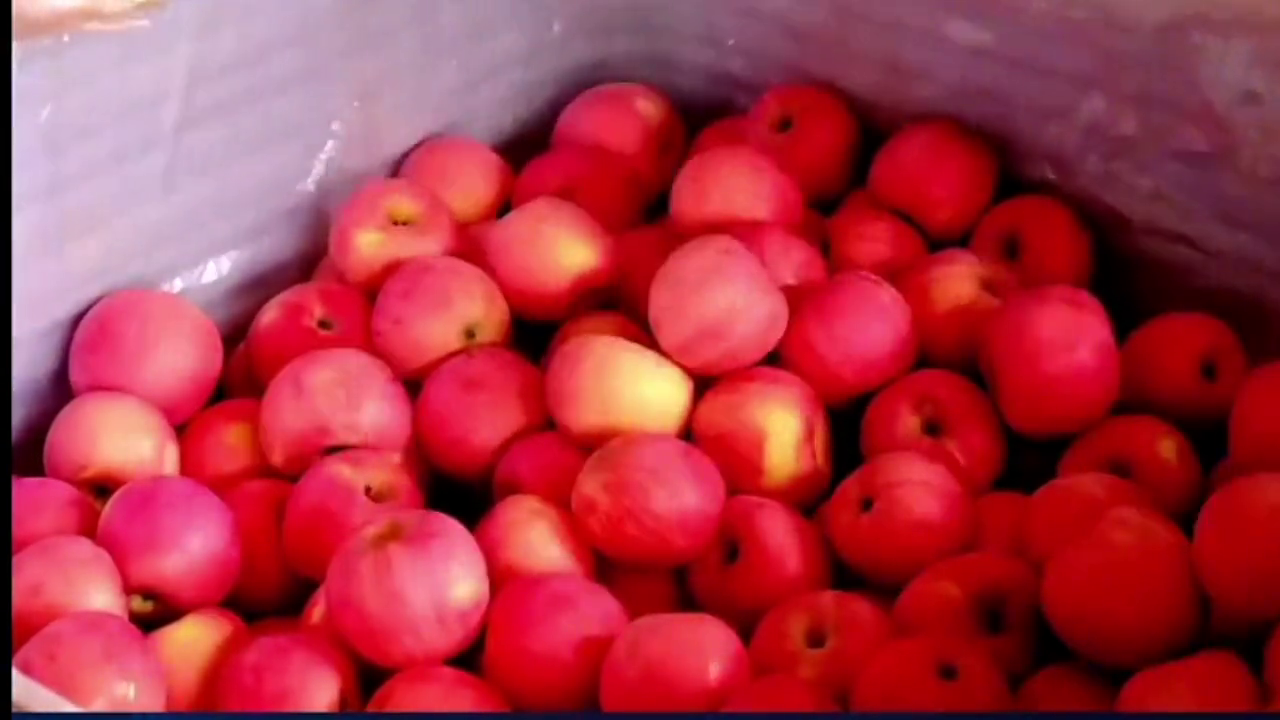 山东产区推出六块一斤的高价订货，购买苹果要注意正规渠道