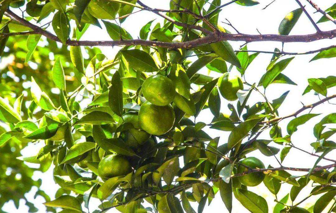 橘子黄了，湖北这些地方摘橘子比超市便宜多了，周末约起来！