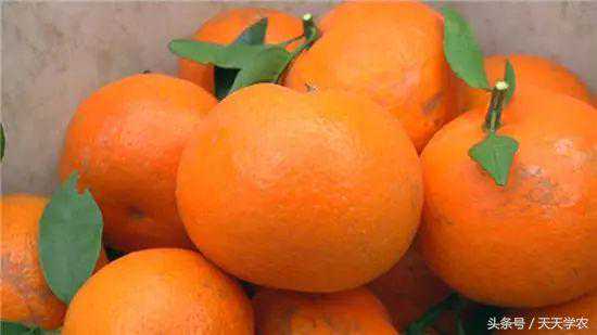 什么是沃柑？爆火之前为什么在国内沉寂了十年？