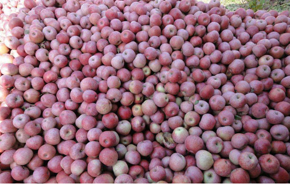 「水果批发网」为什么中国的水果滞销？水果滞销的原因