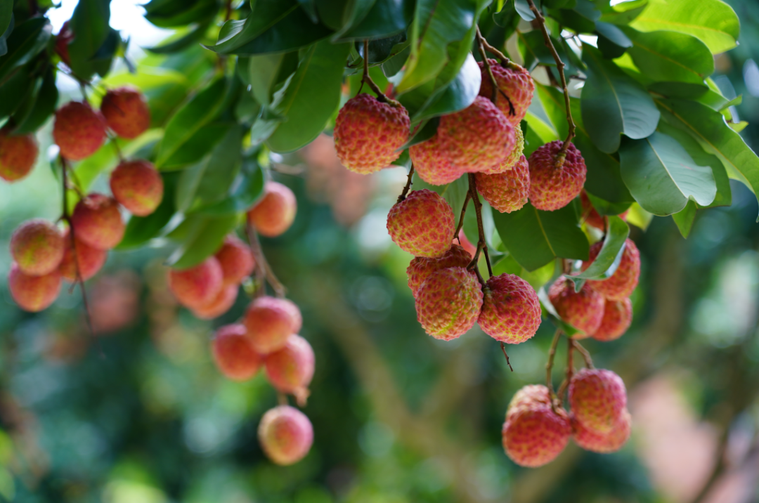 实施“优果”战略，擦亮“增城荔枝”金字品牌