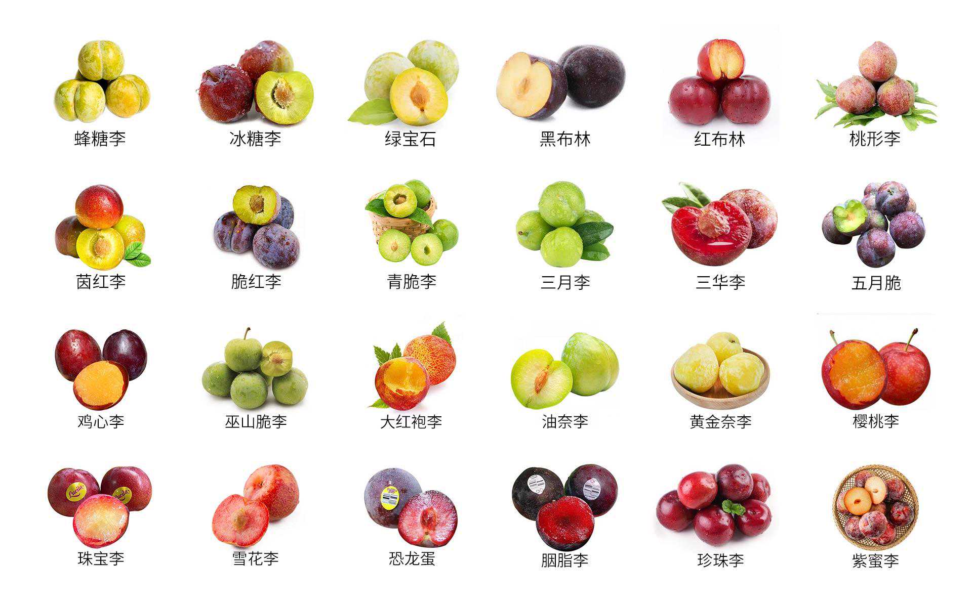 李子合集｜常见24种李子的区别及口感