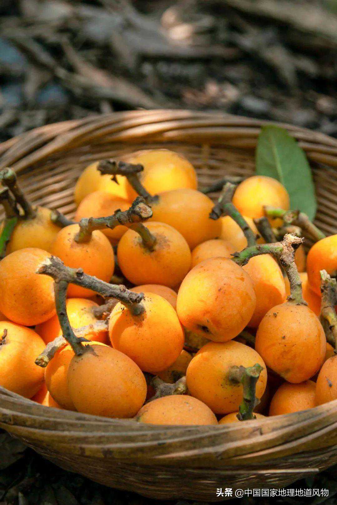 南方人有多爱枇杷，北方人真的不懂