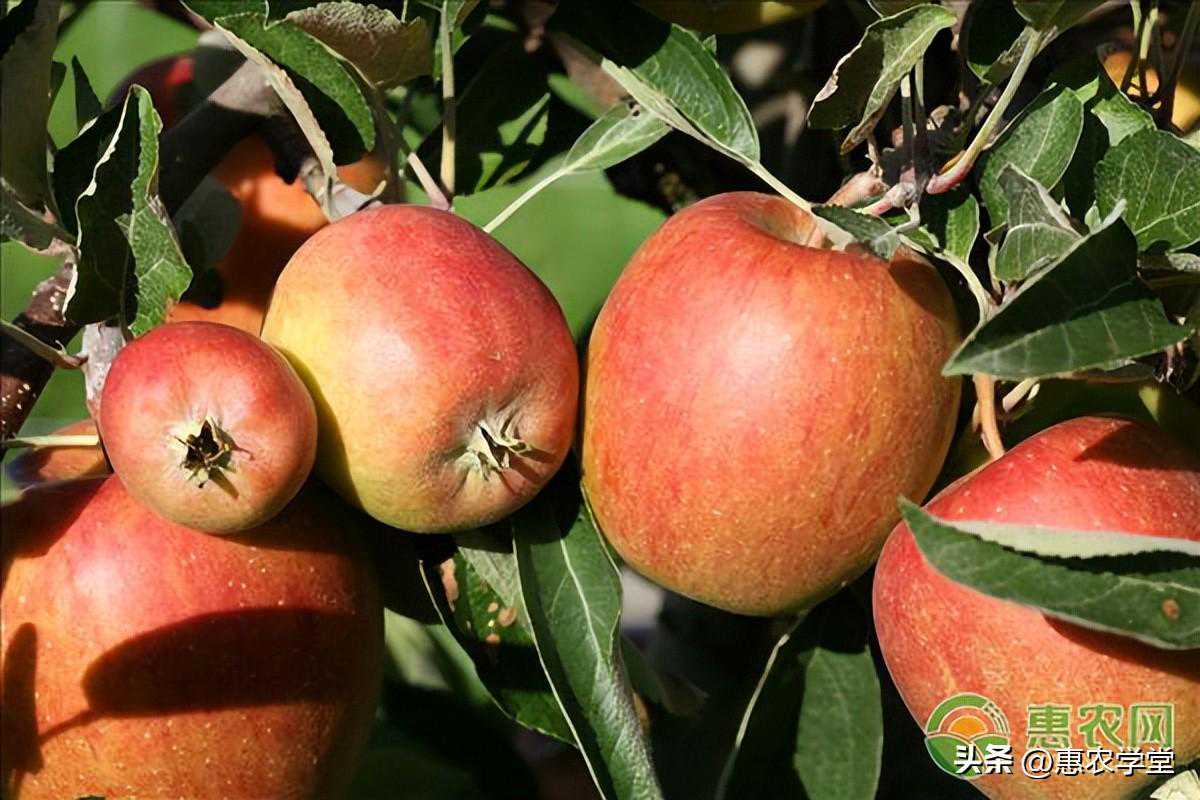 目前红苹果批发多少钱一斤？哪里的苹果比较受欢迎？