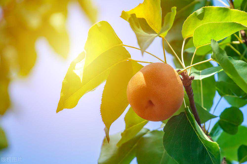 梨，一种极其“低调”的水果