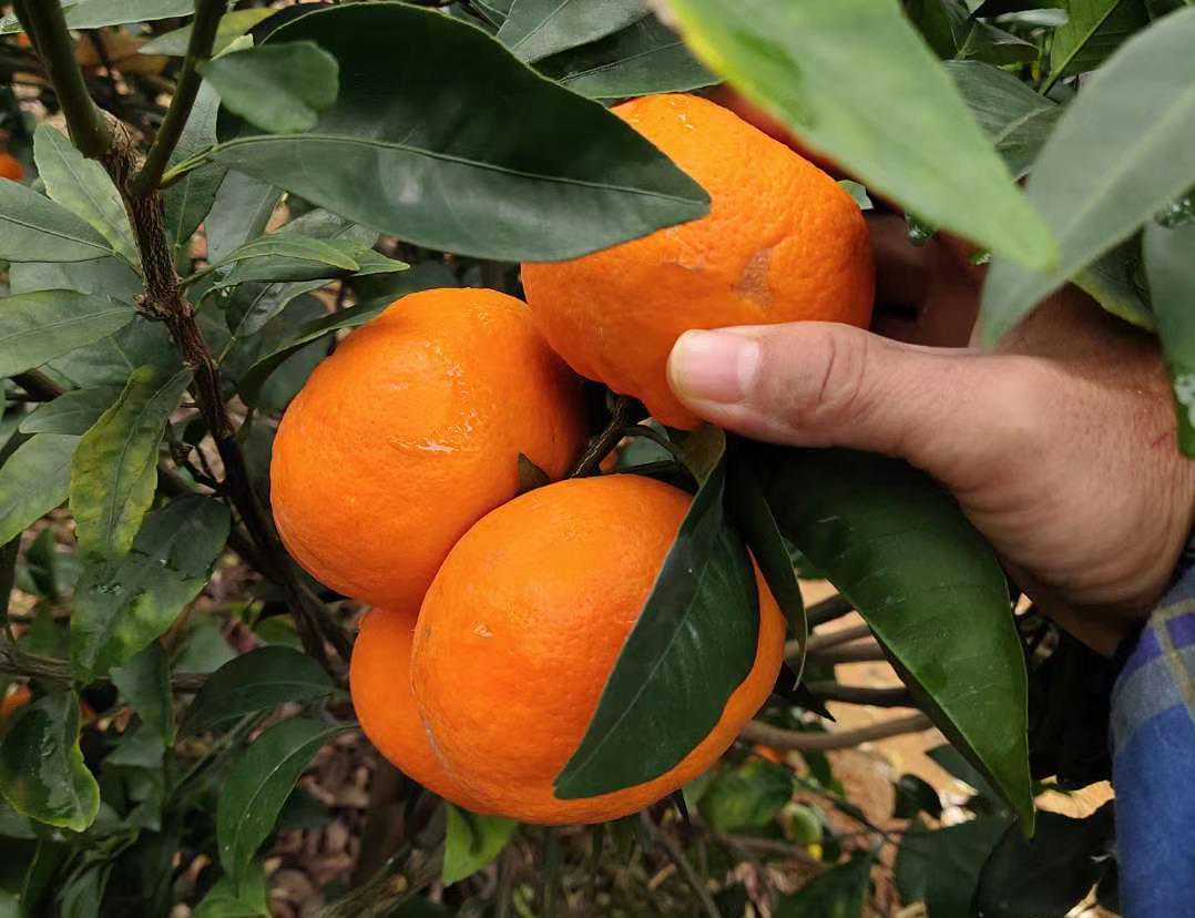 柑橘种植面积很大了，沃柑是柑橘明星品种，果农还能种植吗？