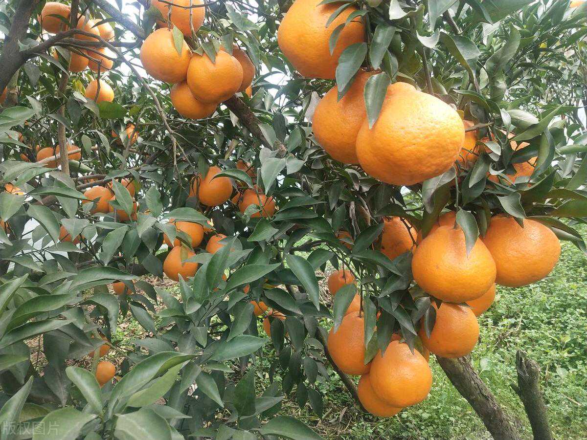 耙耙柑、砂糖桔、沃柑年后统统涨价，到底因为啥？