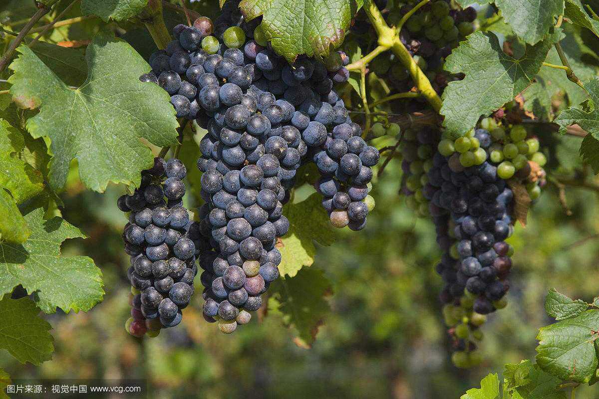 中药材葡萄