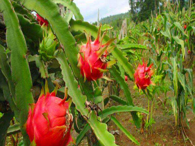 买火龙果，选“红心”还是“白心”，差别很大，建议弄明白了再买