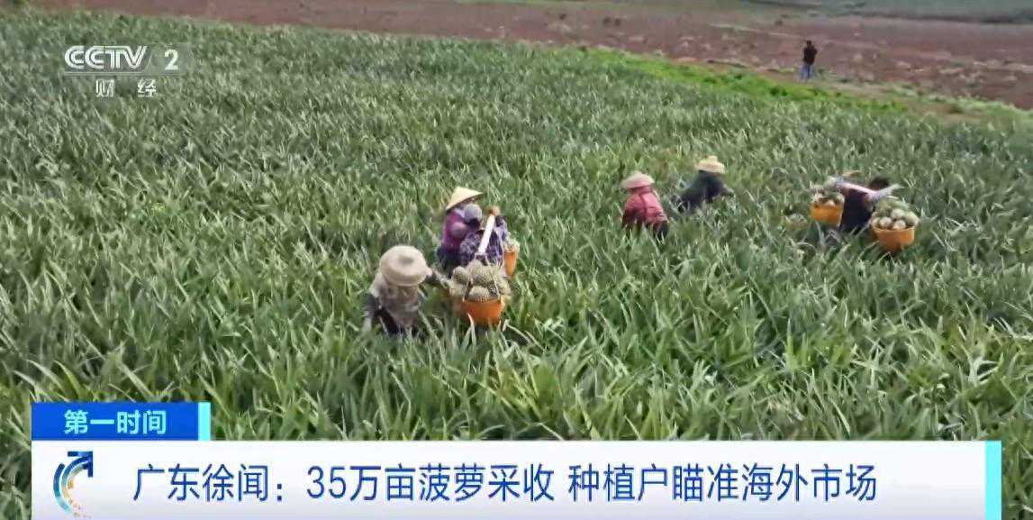 全国近三分之一菠萝，来自广东徐闻！如何选到好的菠萝？种植户提醒→