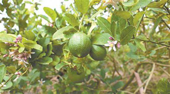 小柠檬也可做成大产业，这对父子欲将香水柠檬“吃干榨净”｜我是中小微