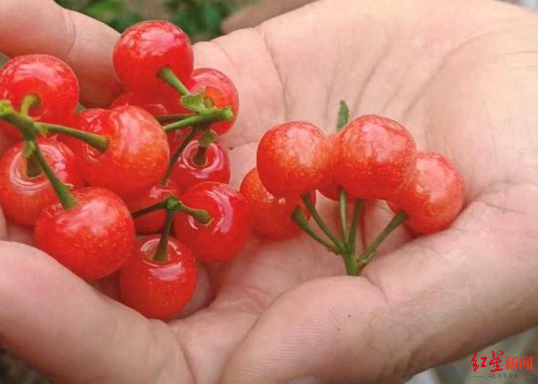 攀枝花的“恩桃儿”熟了！四川第一批樱桃上市：产地批发价每斤40多元，零售六七十