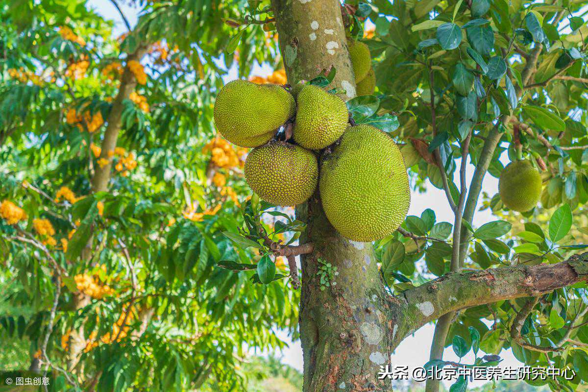 常用中草药（椰子）