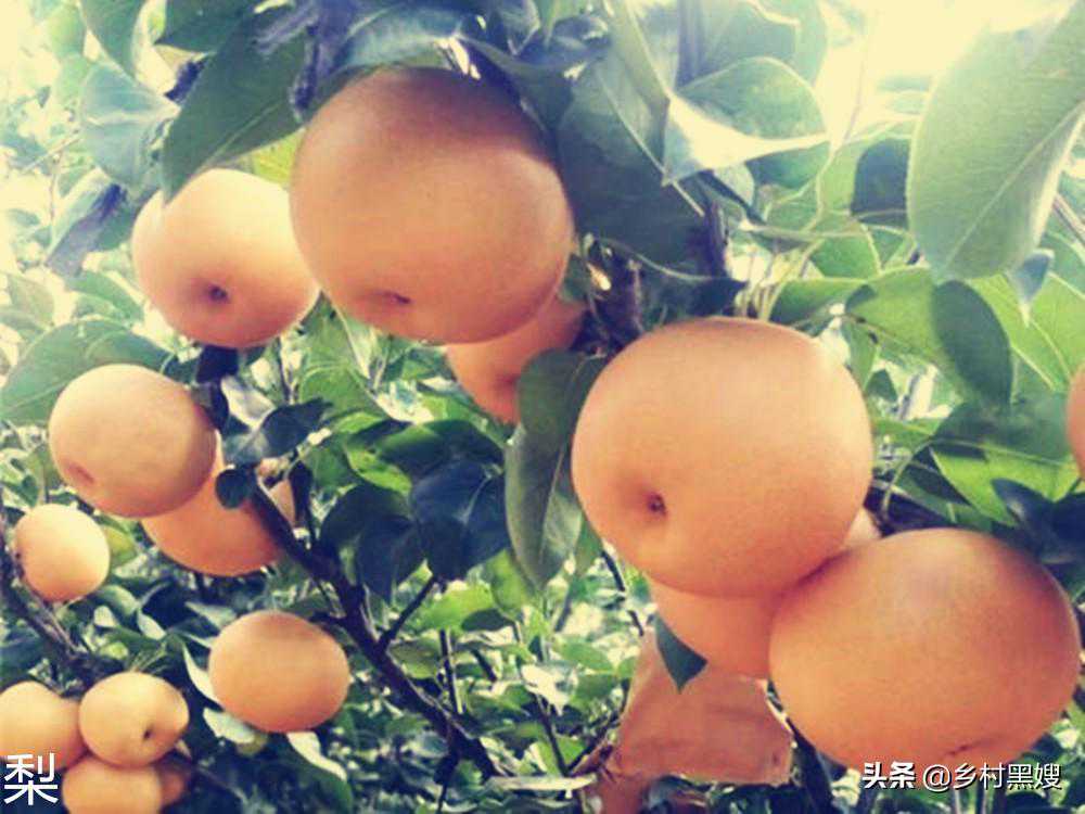 梨是怎么来的？起源于什么地方？一口气搞懂梨的前世今生
