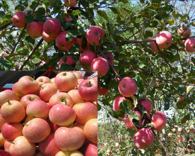 吃了一辈子苹果，竟不知道它有这么多的品种！这次算是长见识了
