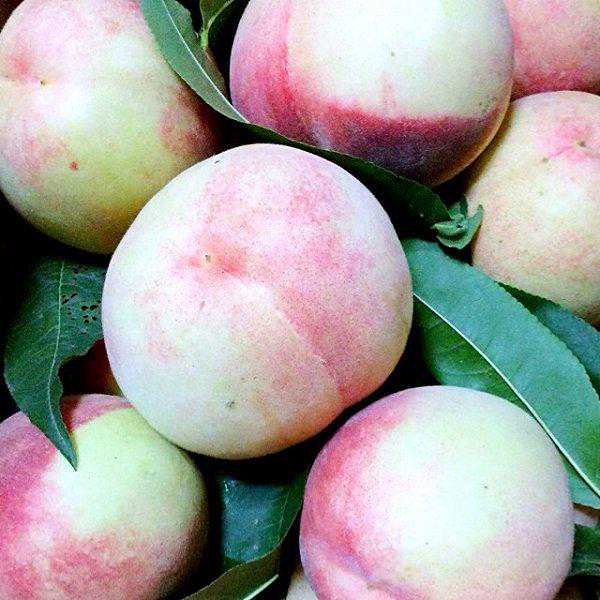 值得收藏！网上可以买到的各地最好吃特产水果