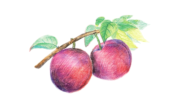 清肝涤热、生津利水之果——李子