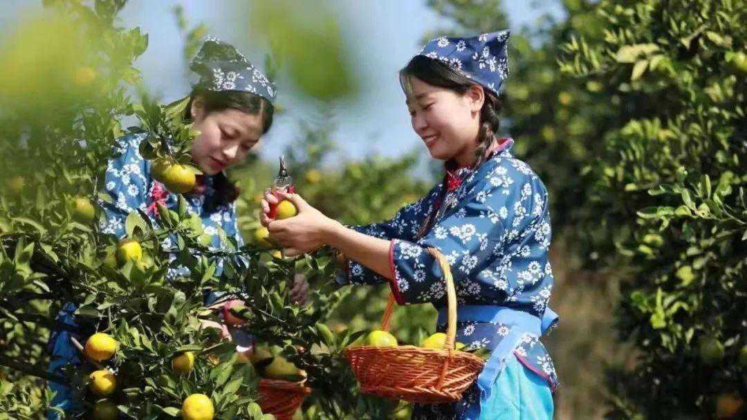 来了来了！等了一年，湖北的柑桔已经成熟，酸甜清爽，好吃又好看