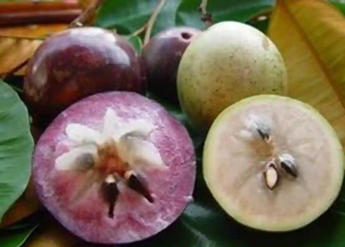 哪个水果才是原产我国的牛奶果？外来水果与原产水果切勿搞混了