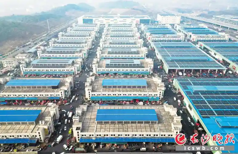 红星水果批发市场日水果交易量最高达2万吨 富含维C的水果稳居“C位”