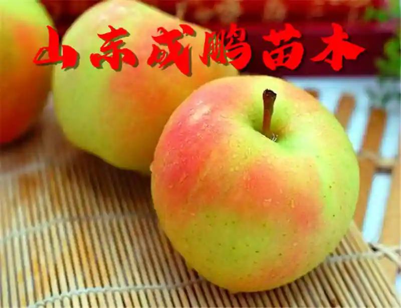 2021新品种水果苗