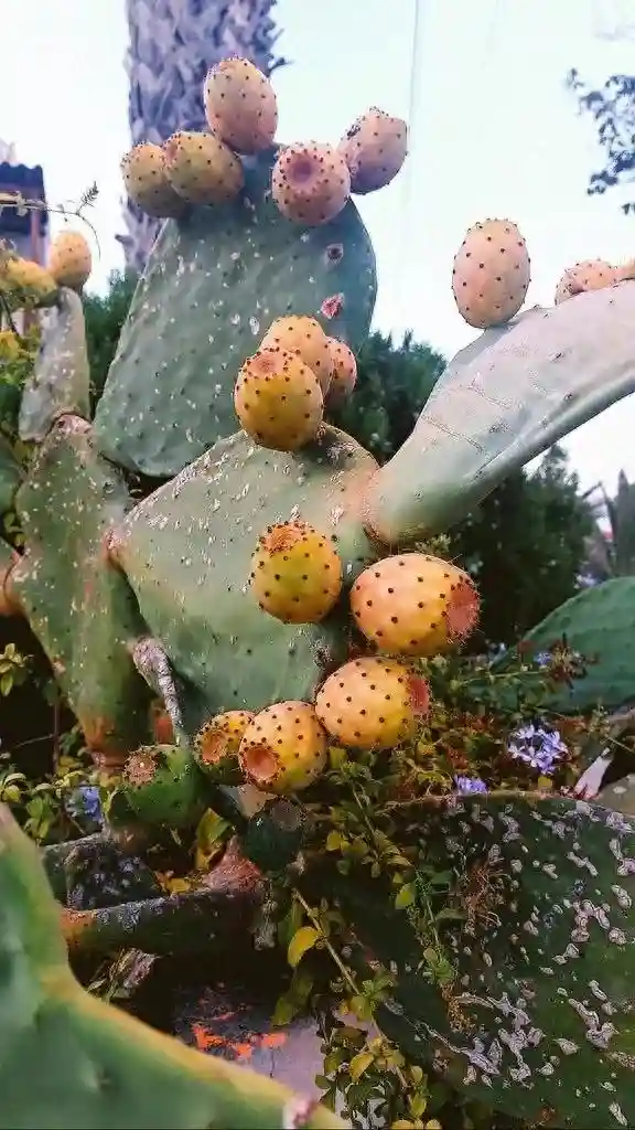 [散文]要命的水果