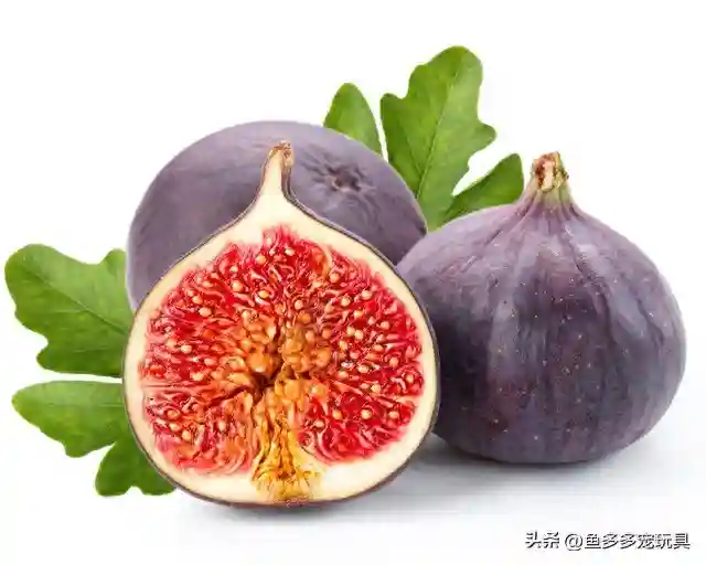 水果百科：无花果