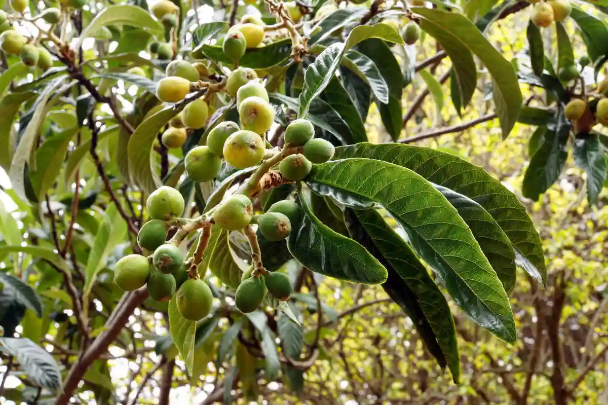 水果的销售方法