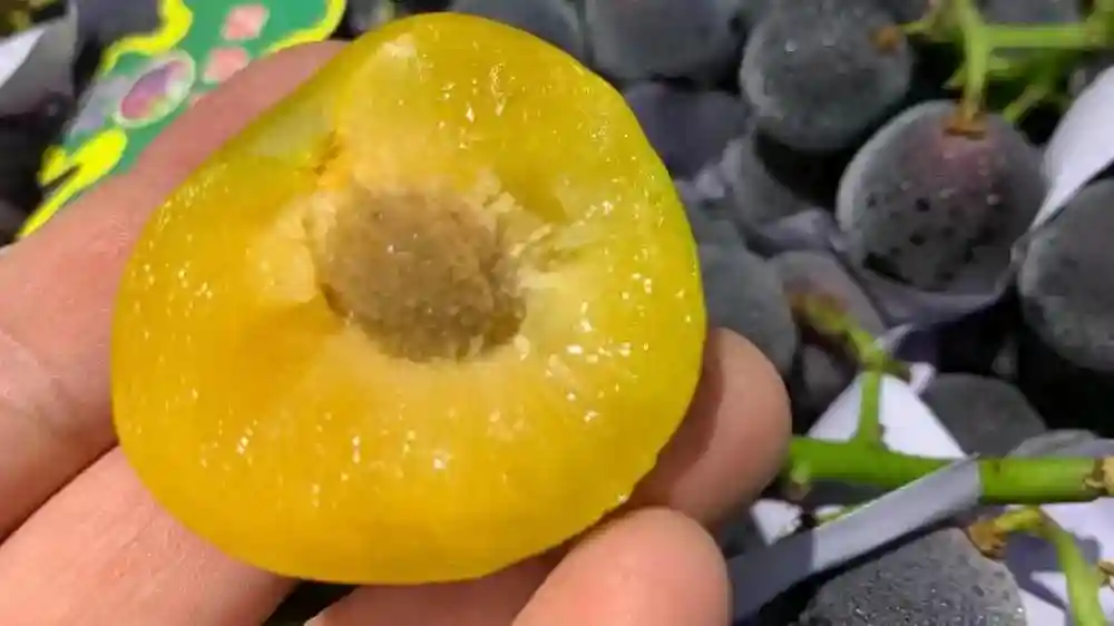 （身边的变化）线上拍卖水果采摘权 浙江瑞安探索数字助农新模式