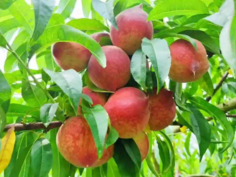 赫章县高原红水果基地：600余亩精品水果进入采摘季