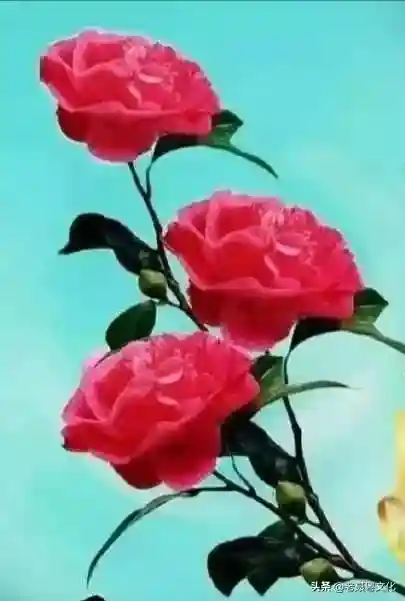 有故事的水果—五敛