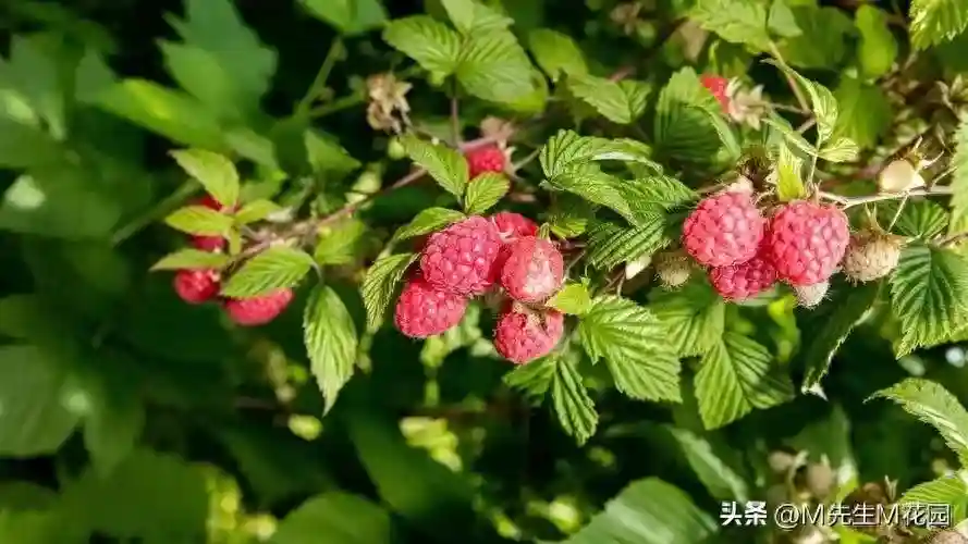 十种庭院小水果树