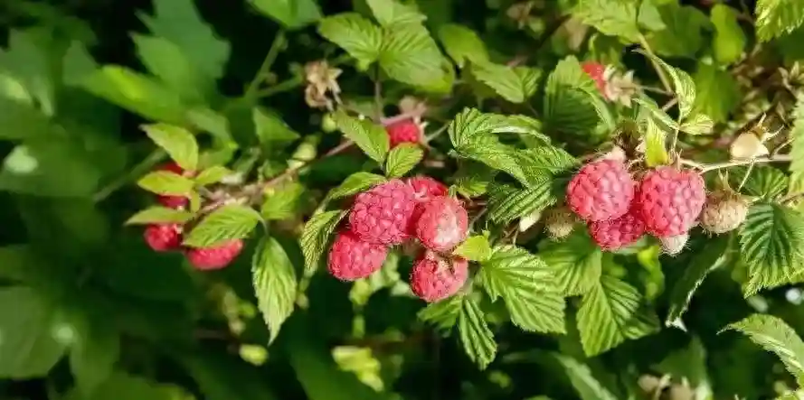 十种庭院小水果树