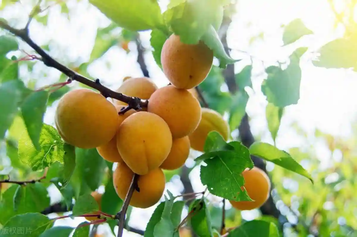 伊犁水果：树上干杏