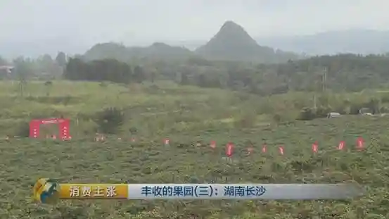 应季水果怎么挑？水果市场行情如何？这些你必须知道