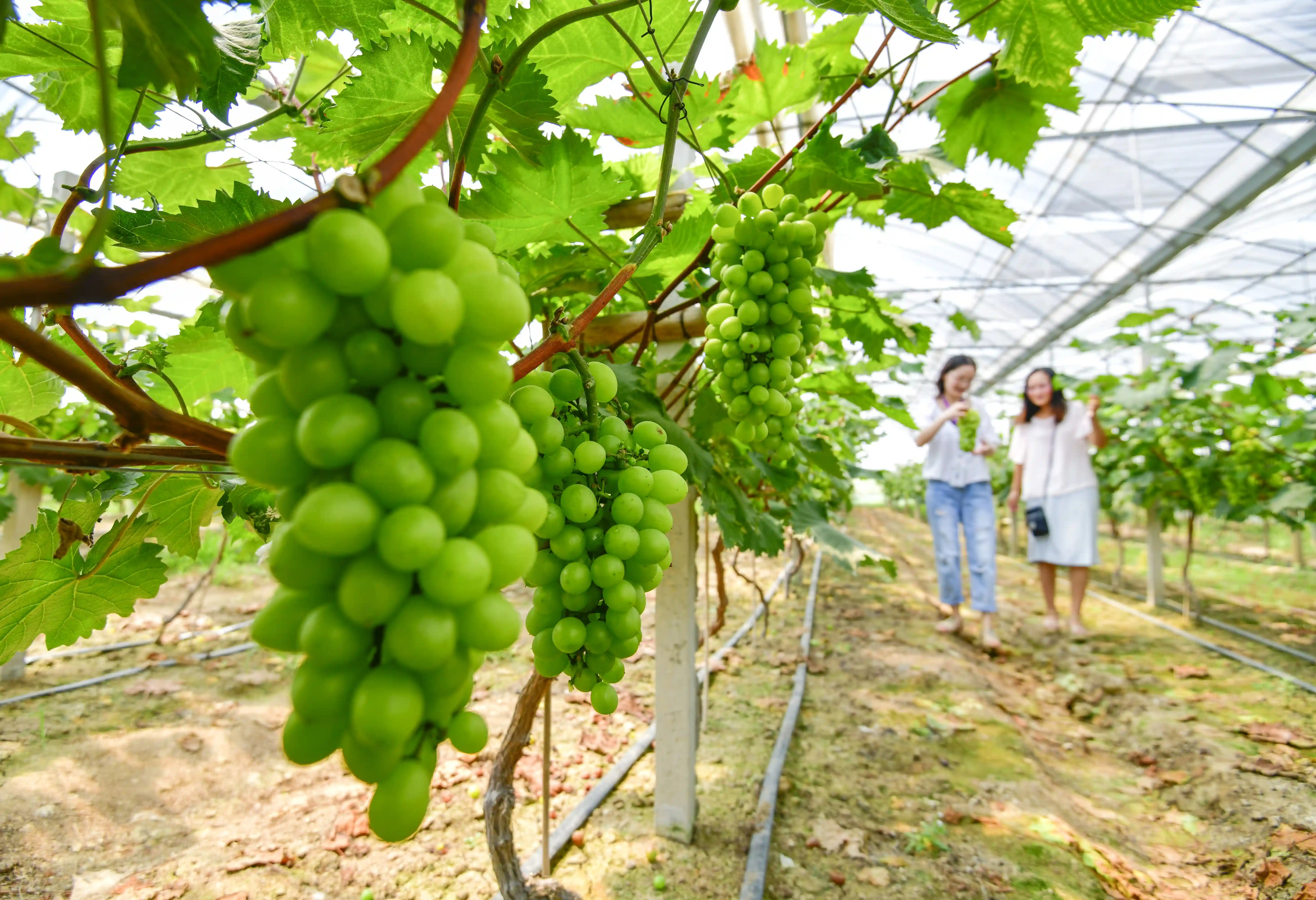 苏州境内有了“热带水果之光”？嘉宝果是什么神仙水果？