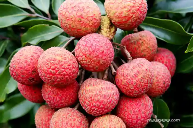 千奇百怪的水果 你绝对没见过！（多图土豪随意）