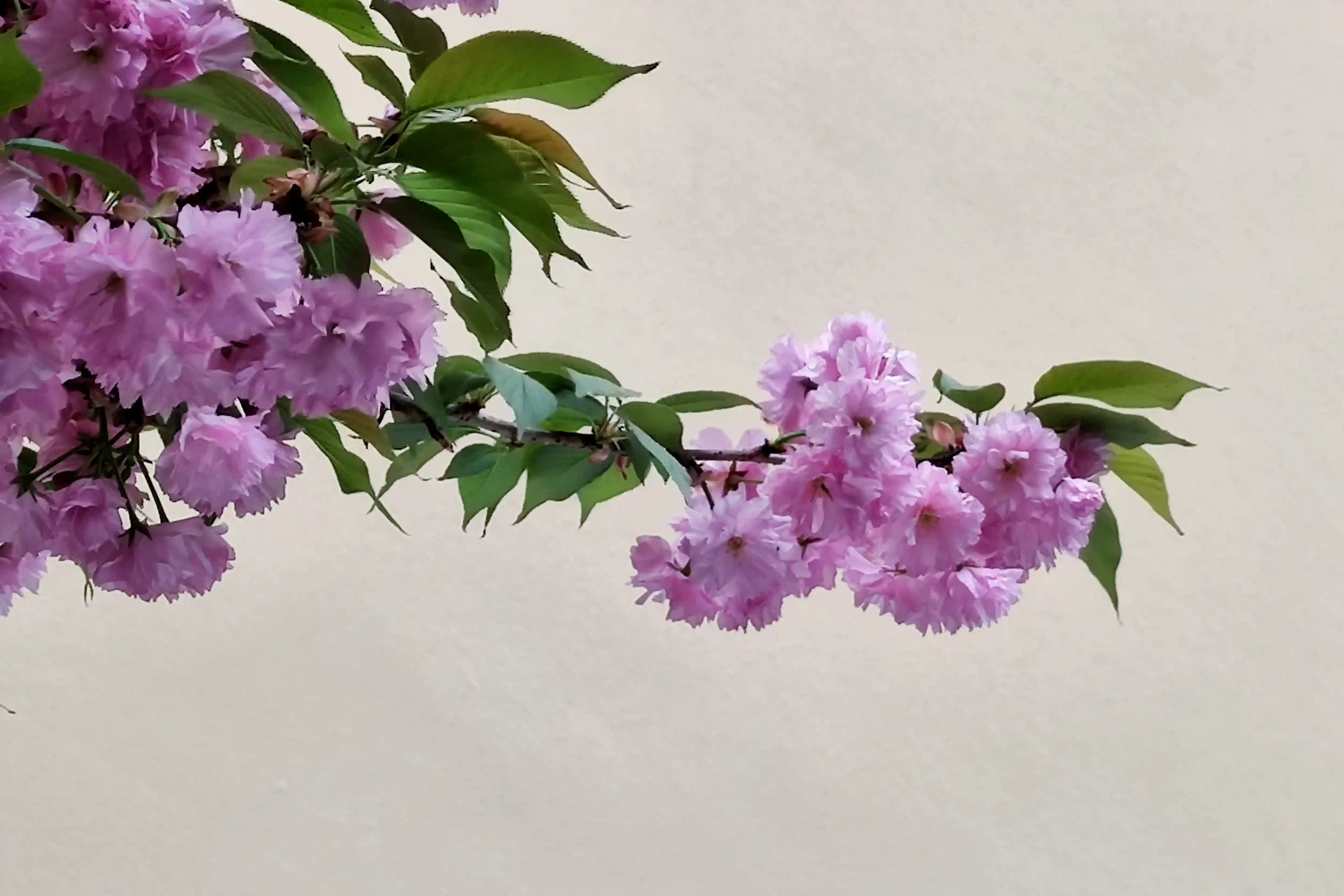 物质丰富的今天水果品种繁多，那古代人都吃什么水果？