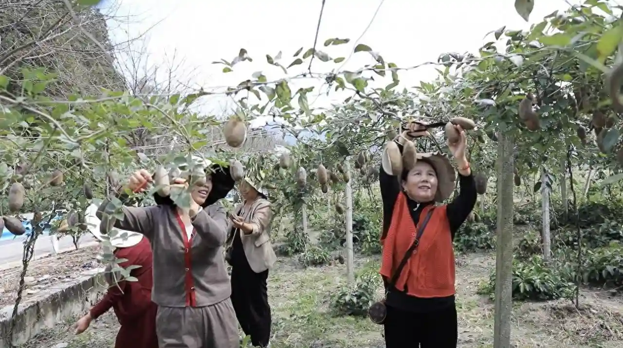 锦屏：奇特水果引客来