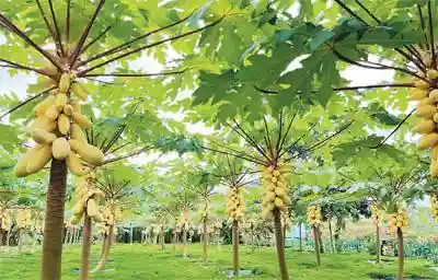 “洋水果”在中国安了家