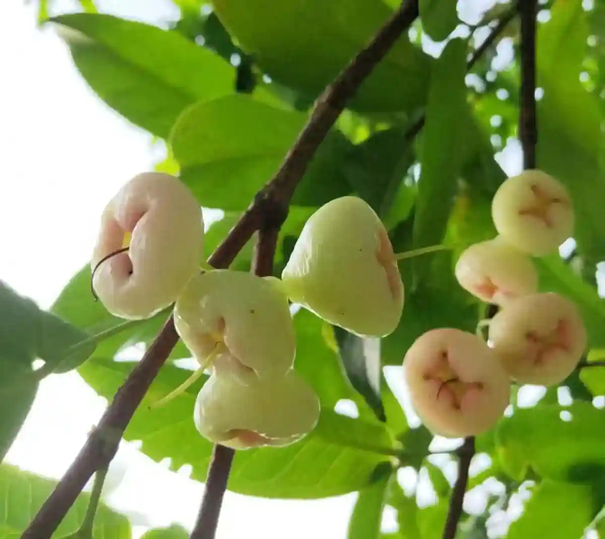 海南热带水果大荟萃