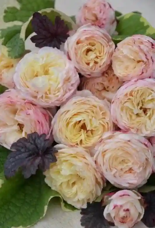 木村卓功月季：水果（Fruit）